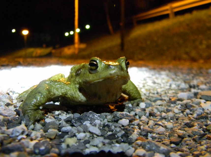 Befristete Versetzung